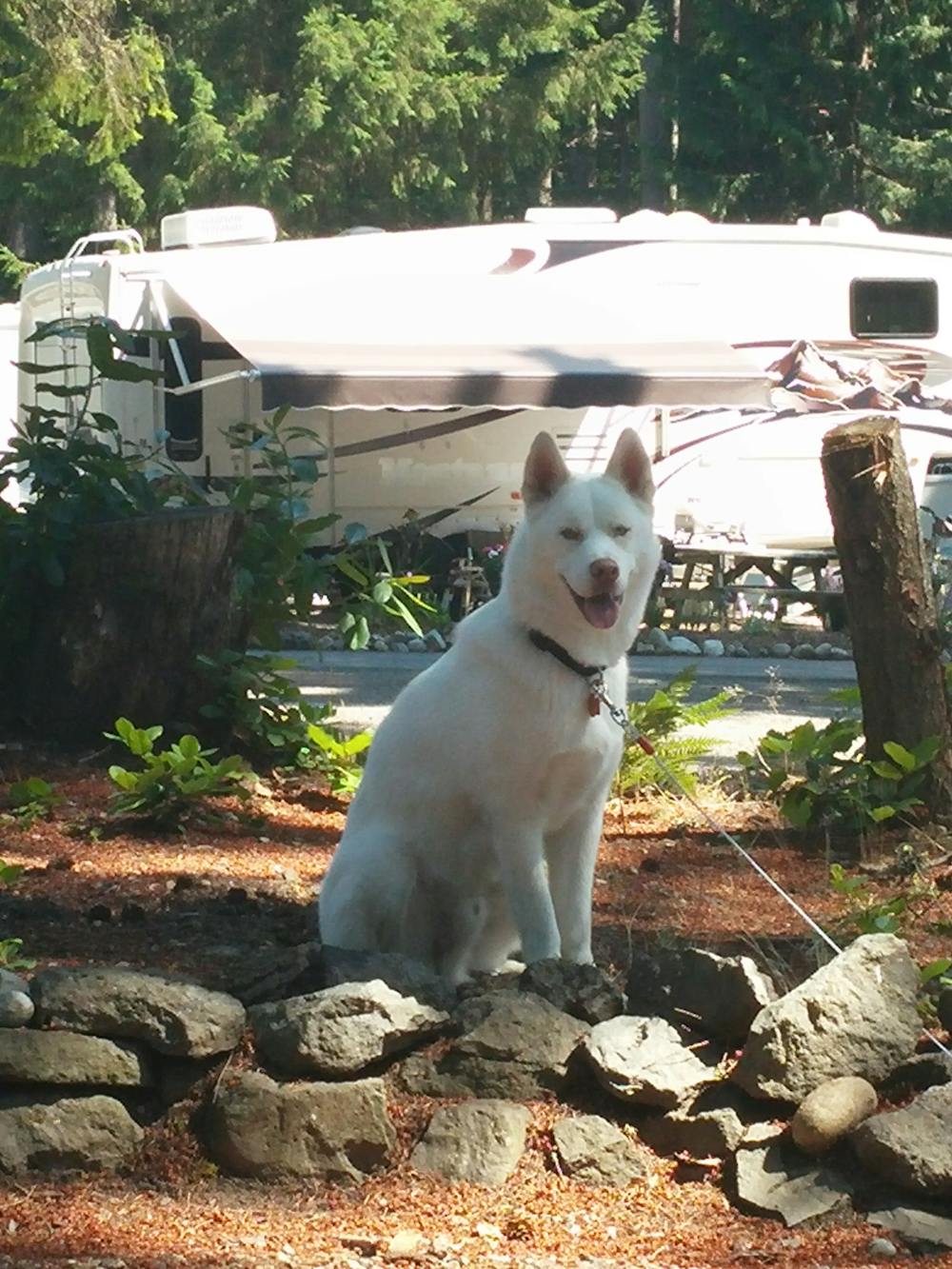 Blog photo RVing Means Never Saying Goodbye to Your Pets - Kodi dog - Prater family photo