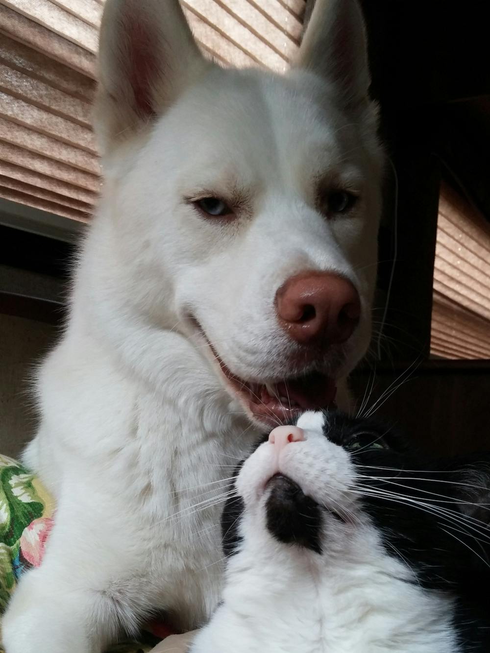 Blog photo RVing Means Never Saying Goodbye to Your Pets - Kodi dog Sylvester cat - Prater family photo