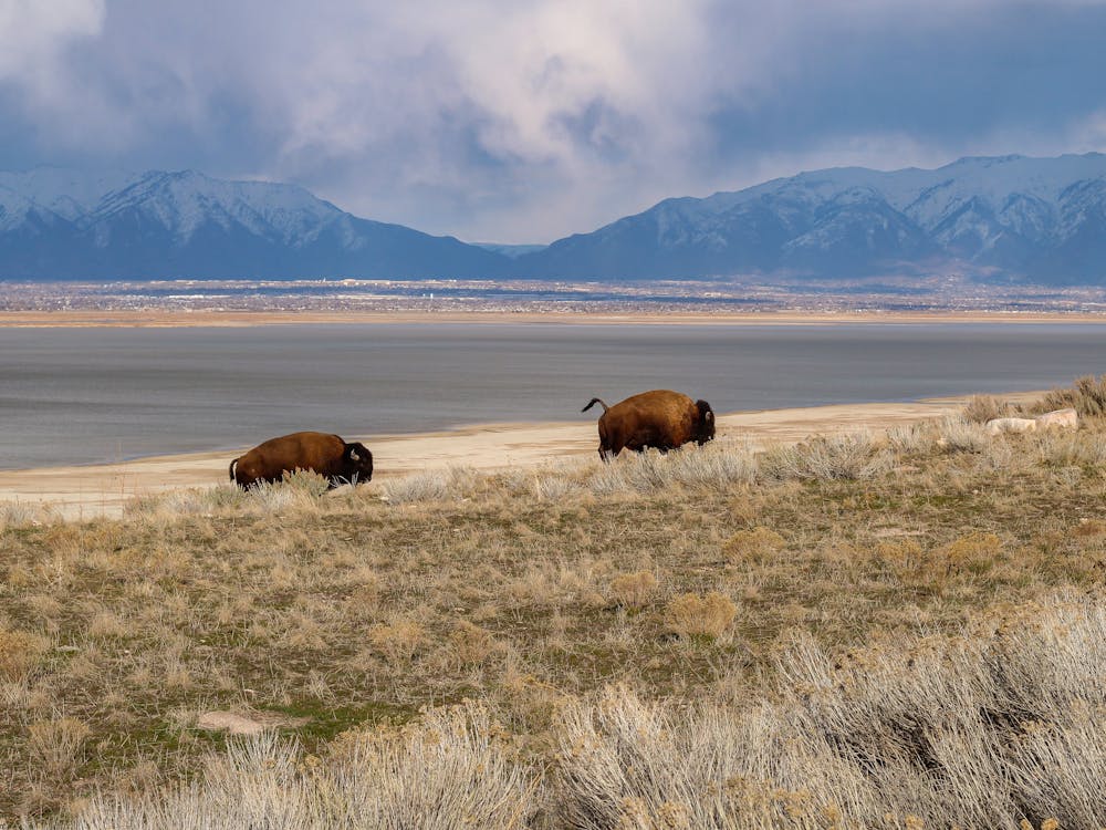 Blog Dos and Don't of Camping in National Parks bison mountain 
