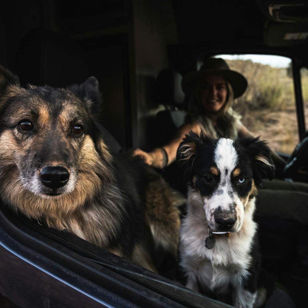 2022 Thor Sanctuary Sprinter Van Lifestyle Kalen Thorien corporate photo shoot kalen with dogs in window of van pets dogs puppies